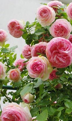 Chinese rose seedlings