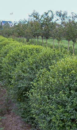 Green seedlings in Qingzhou